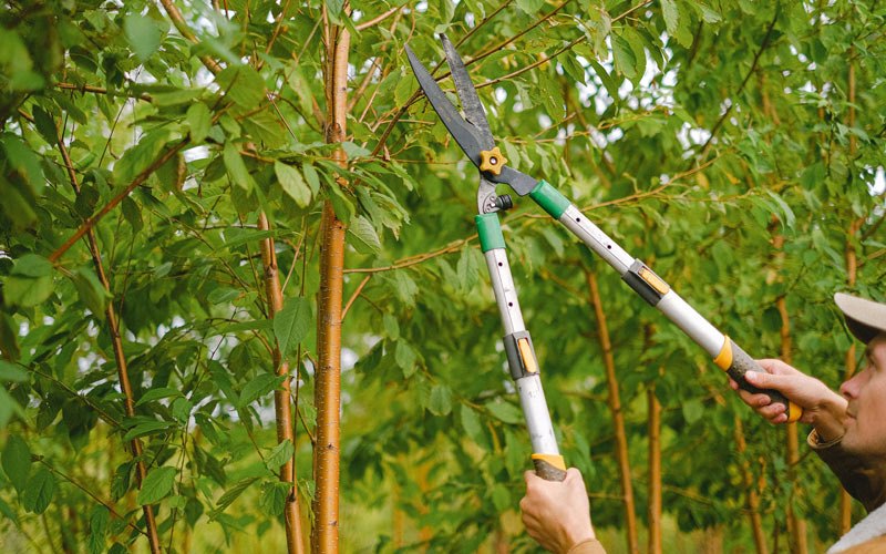 Tree trimming in Brinklow, MD