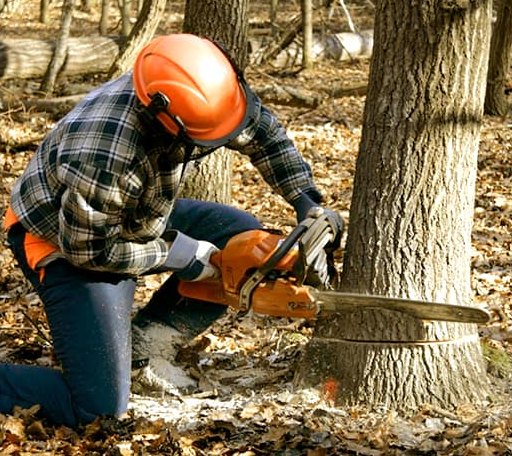 Tree Removal in Brinklow, MD